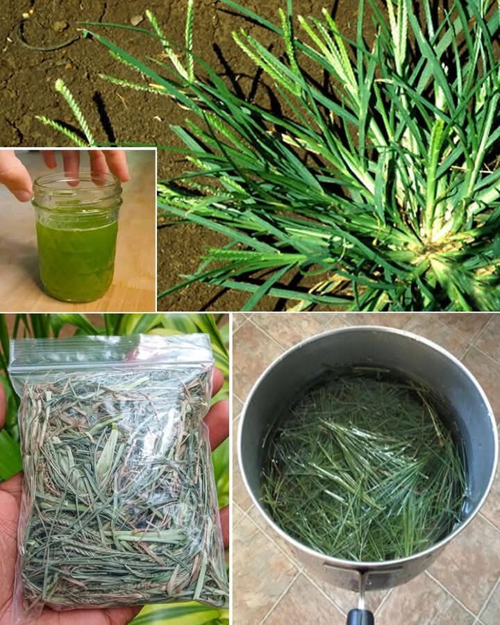 Ayurvedic Dry paragis plant and Powder Eleusine indica Goose Grass 100gr