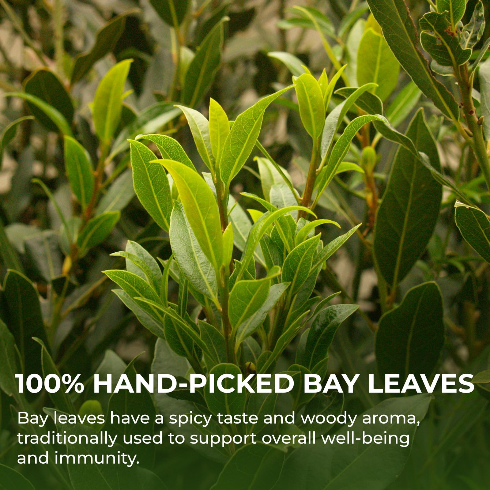 Bay Leaves Tea 150 Dried Whole Leaves, 1.06 oz, Hojas de Laurel, 100% Natura…