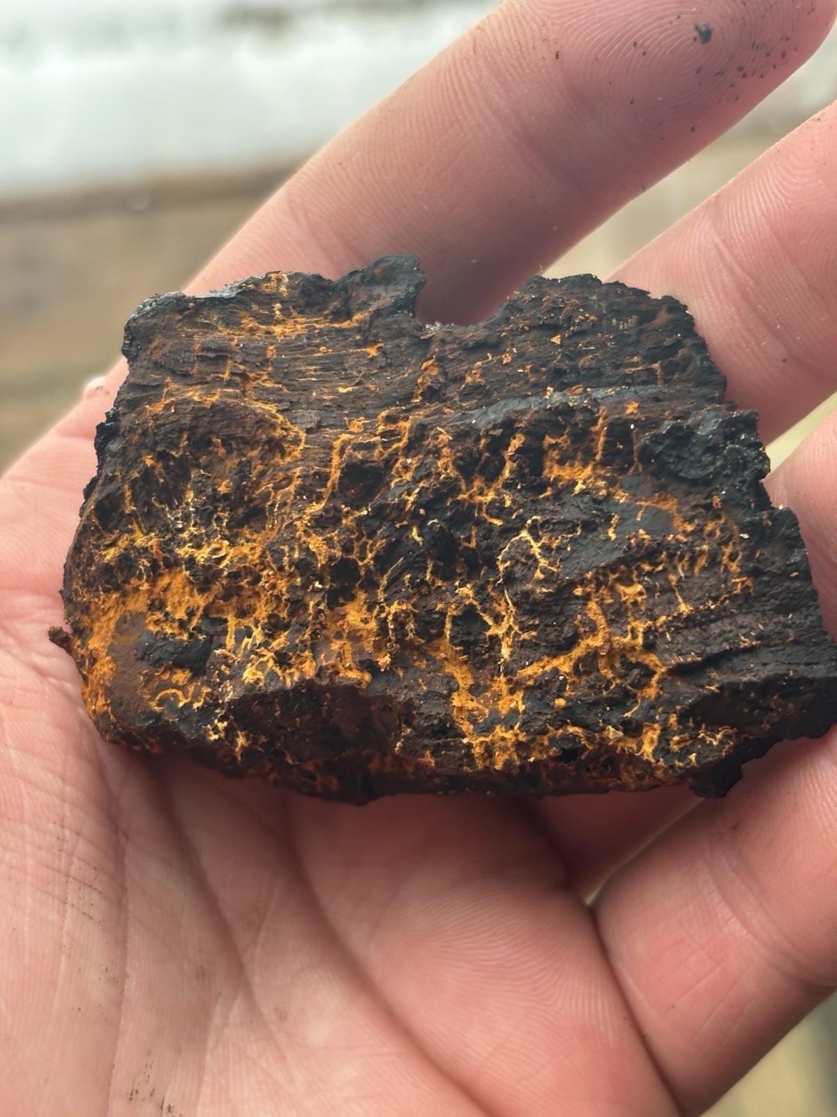 Black Market Chaga Mushroom Tea Bags