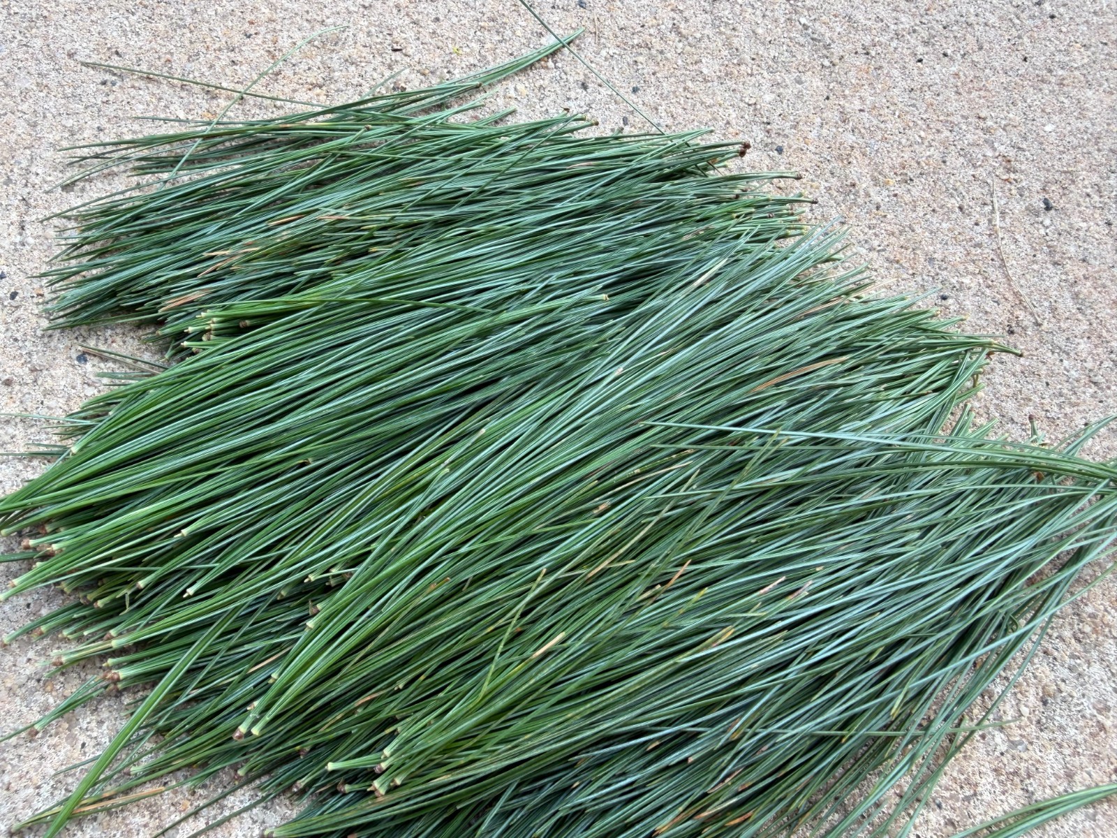 Fresh Eastern White Pine Needles NJ Wild Harvest 1 LB – Tea Crafts Natural