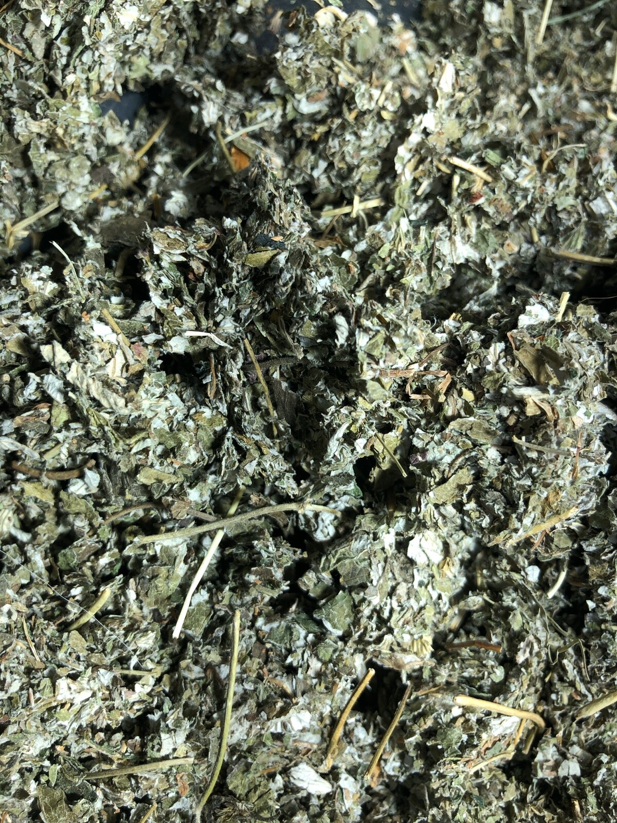raspberry leaf organic botanical wild crafted bulk organic herbals