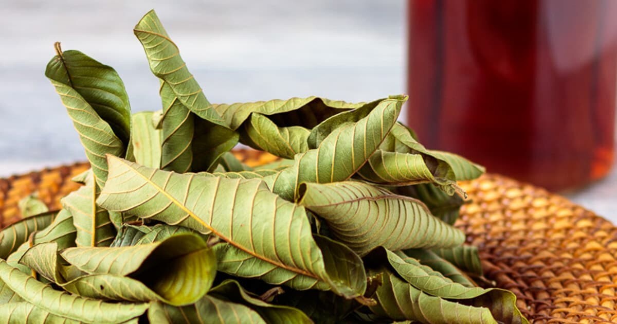 Dried Guava Leaves 100 Anti Diabetic Anti Hair Loss Fat Burner Herbal Organic