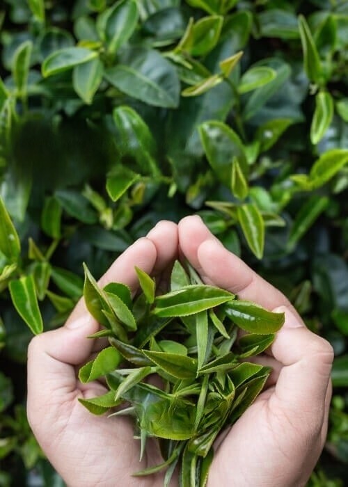 PREMIUM Ceylon Green Tea Fat Burner with Ginger Dilmah 20 String bags Sri Lanka
