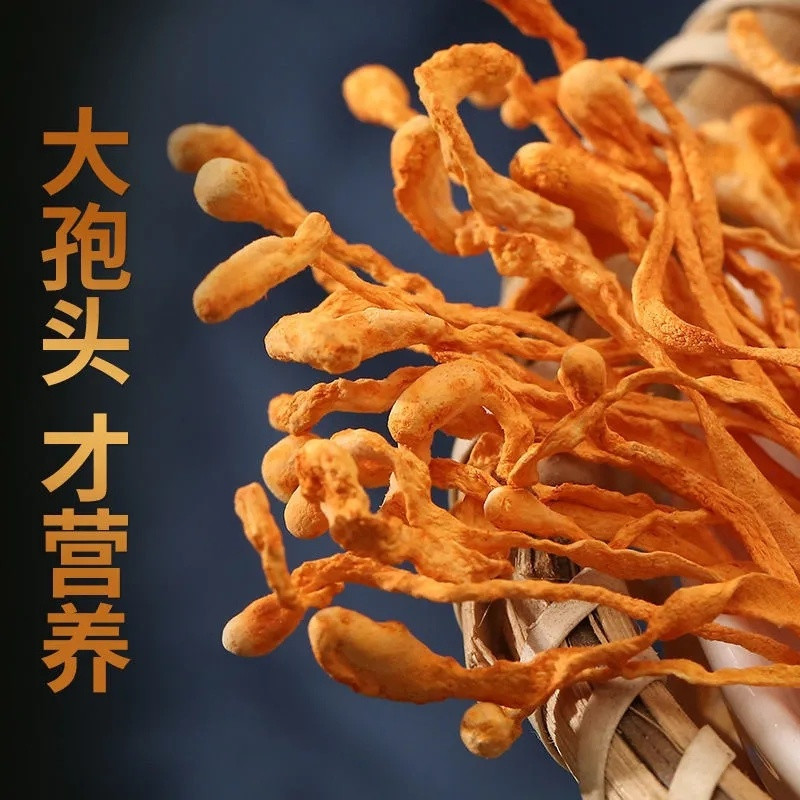 250g/8.8oz Sinensis Dried Mushroom Tradition Organic Cordyceps
