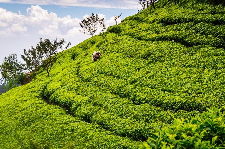 Ceylon Pure Hatton Tea Premium High Quality BOPF 100% Natural Black 100g