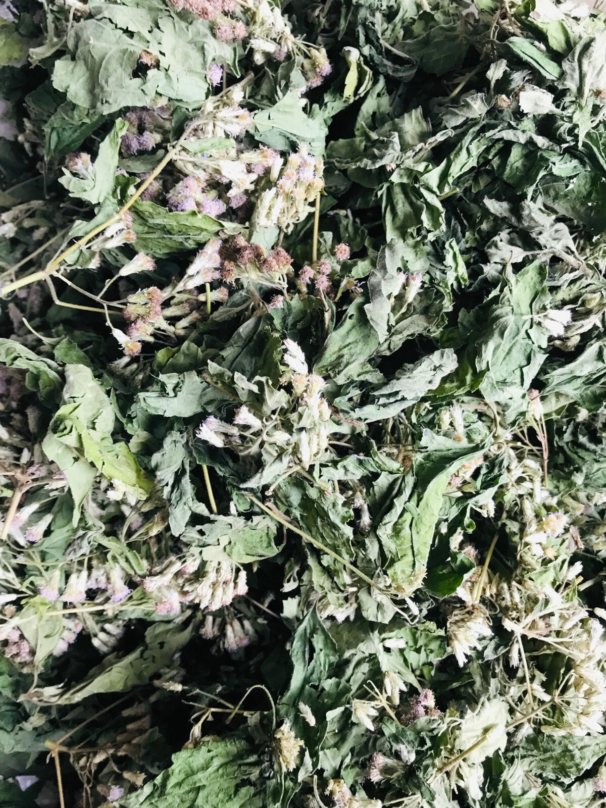 Ceylon Mexican Dream Herb Dried Calea Zacatechichi Lucid 100% Organic Pure Leaf