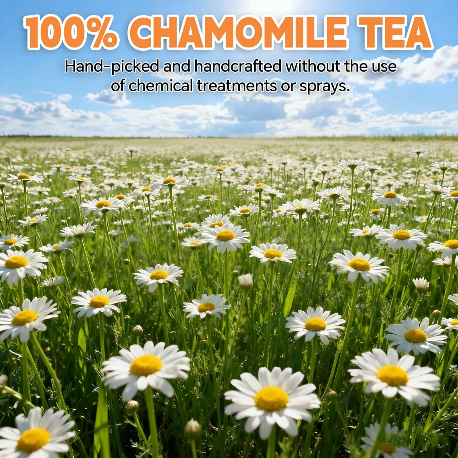 Natural Chamomile Tea Bags – 180 Count, Caffeine-Free, Digestive Aid, Vegan, Eco