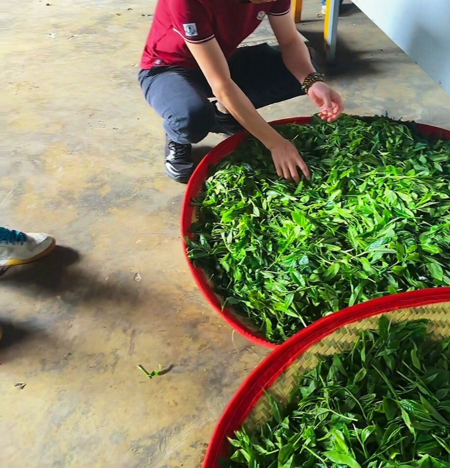 2024y YunNan Organic black Tea ancient tree Tea in 250g/box wild loosening tea