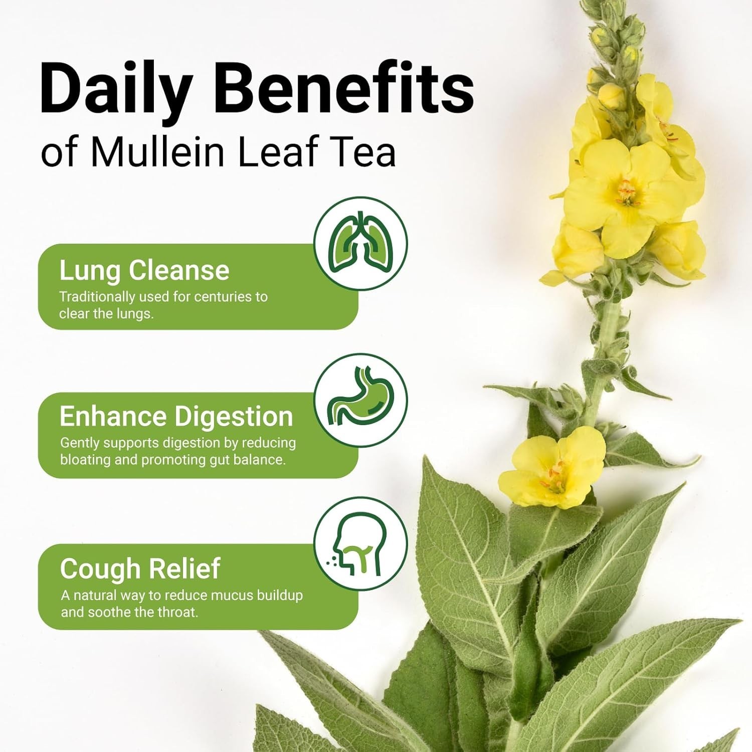 Organic Mullein Leaf Tea – 60 Bags for Lung Health & Relaxation, Plastic-Free