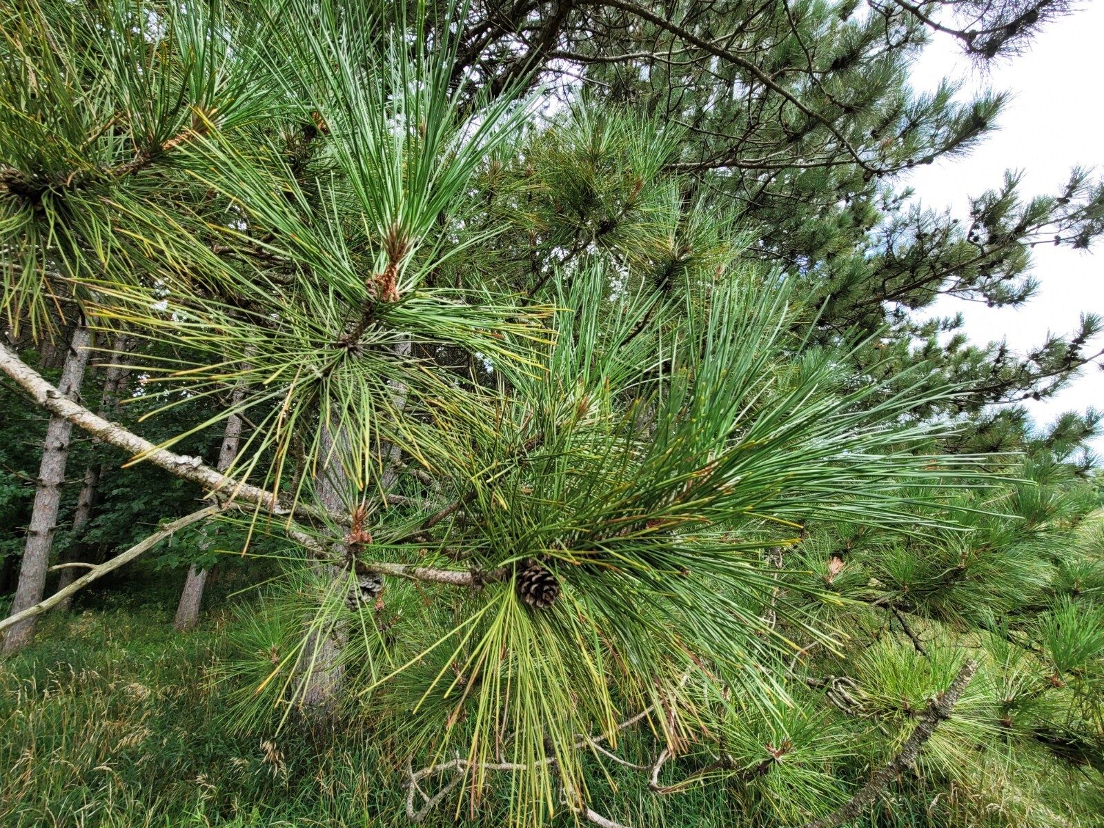 Red Pine Needles Organic Fresh Picked For Herbal Tea Wild Grown in Wisconsin
