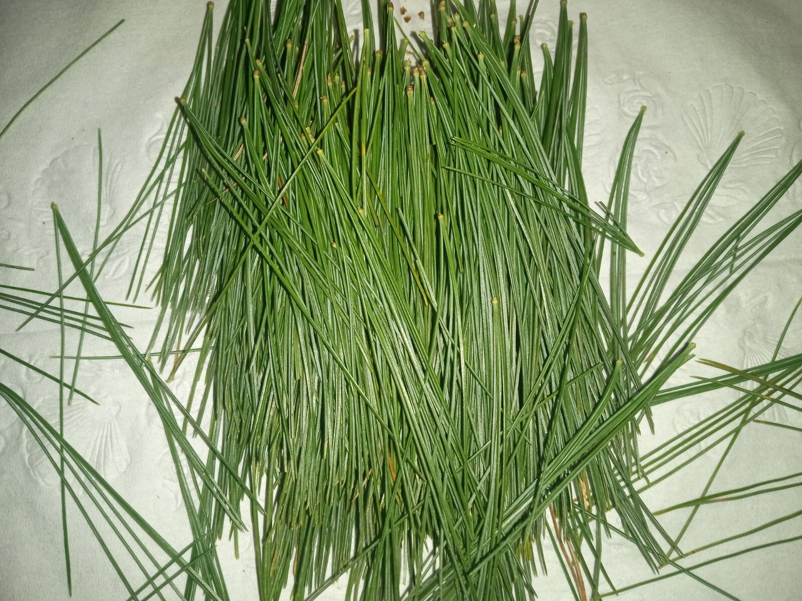 4oz MAINE DRIED EASTERN WHITE PINE NEEDLES PINUS STROBUS TEA ORGANIC