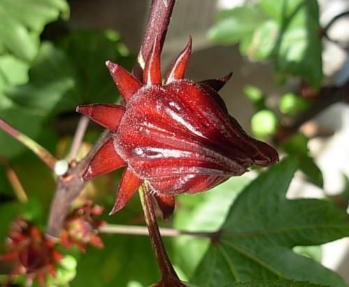 Hibiscus Mint Organic tea by oz, lb or tea bags Peppermint Hibiscus Stevia