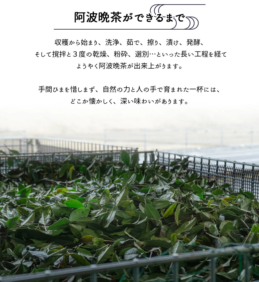 Awa Bancha Tea Bags 12 Pack Japanese Post-Fermented Tea, Lactic Acid Fermented