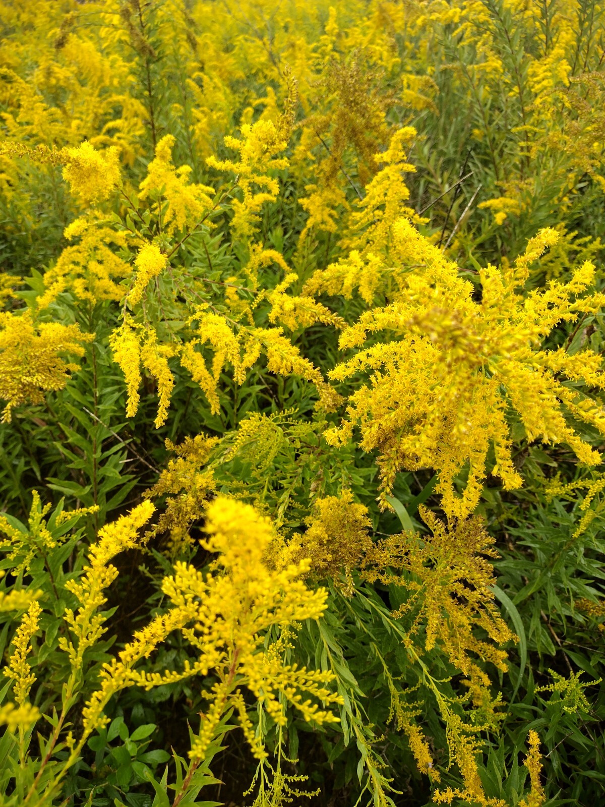 Goldenrod Flower Tea – BULK – 1/4 lb (4 oz)/0.114 kg (114 g)
