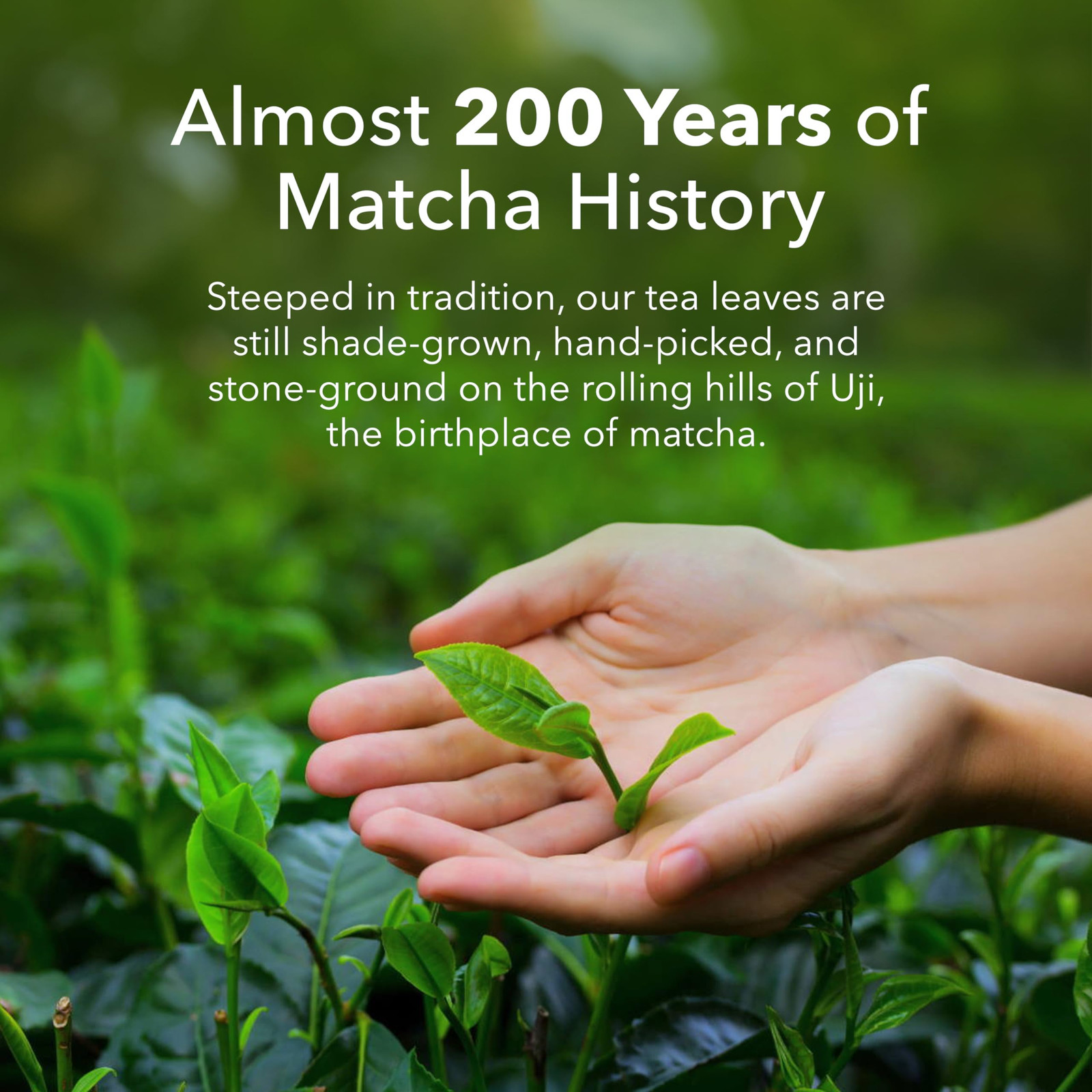 Japanese Matcha Green Tea Powder Ceremonial Blend (2 oz)