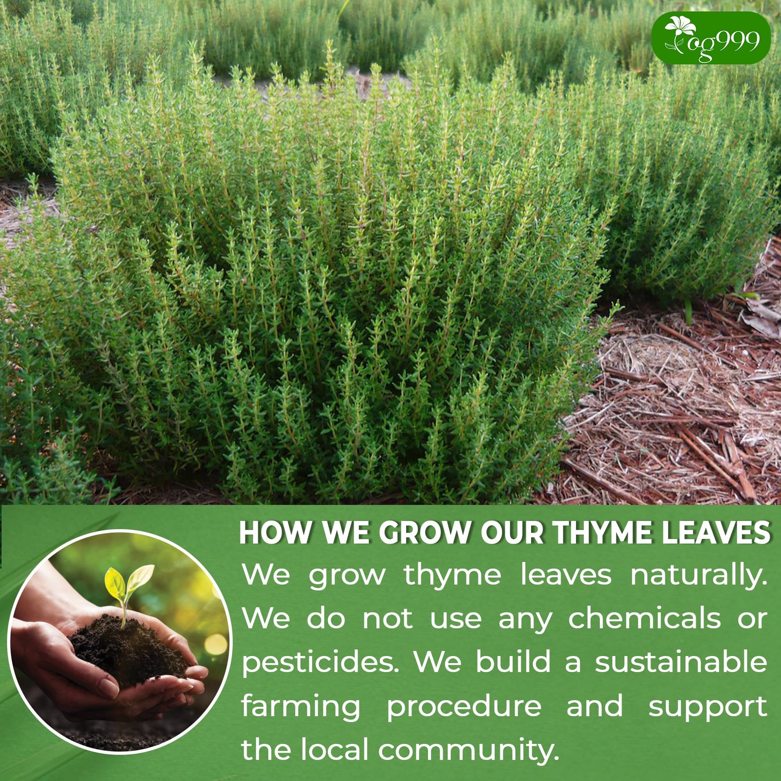 TOG999, Premium 40 Thyme Leaf Tea Bags, 100% Natural & Pure 40 Bags