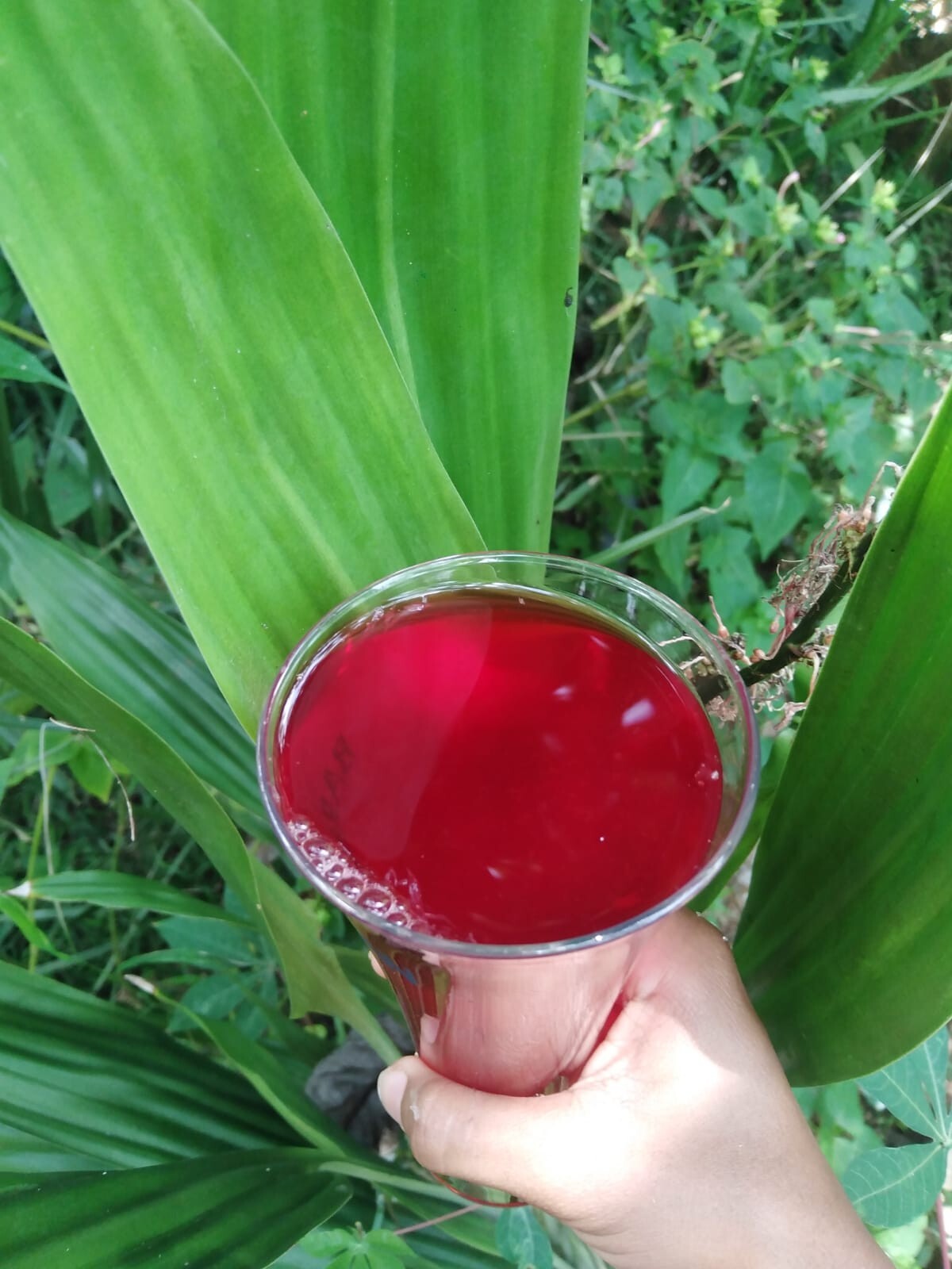 Hibiscus Dried Flower Organic Cut Flowers – Hibiscus Sabdariffa- 100% Premium