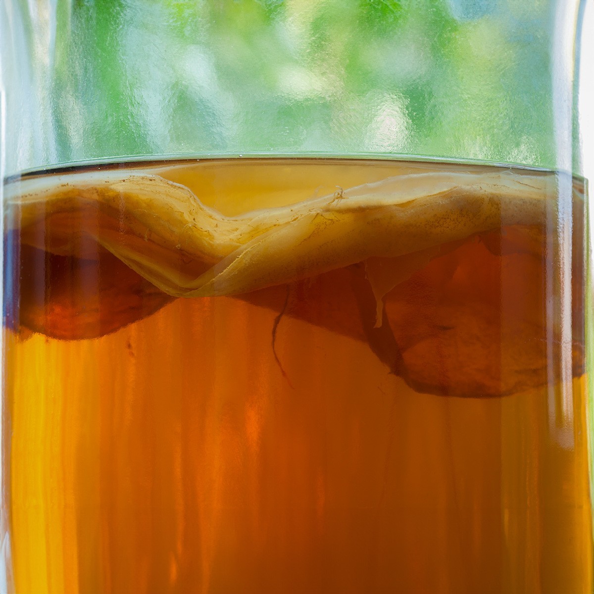 Scoby Kombucha FBA_LEPAZC5747 1 X Organic Kombucha Scoby-Live Culture
