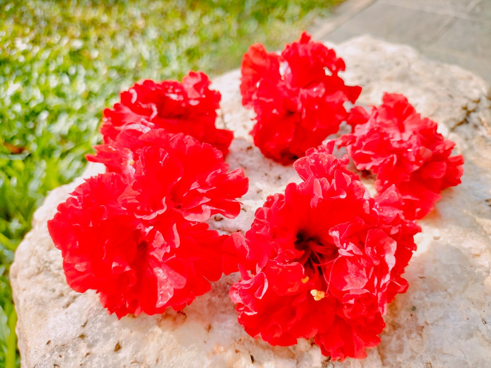 Greek Organic Hibiscus Dried Flowers Pcs Hibiscus Sabdariffa 25 Pcs Flowers New