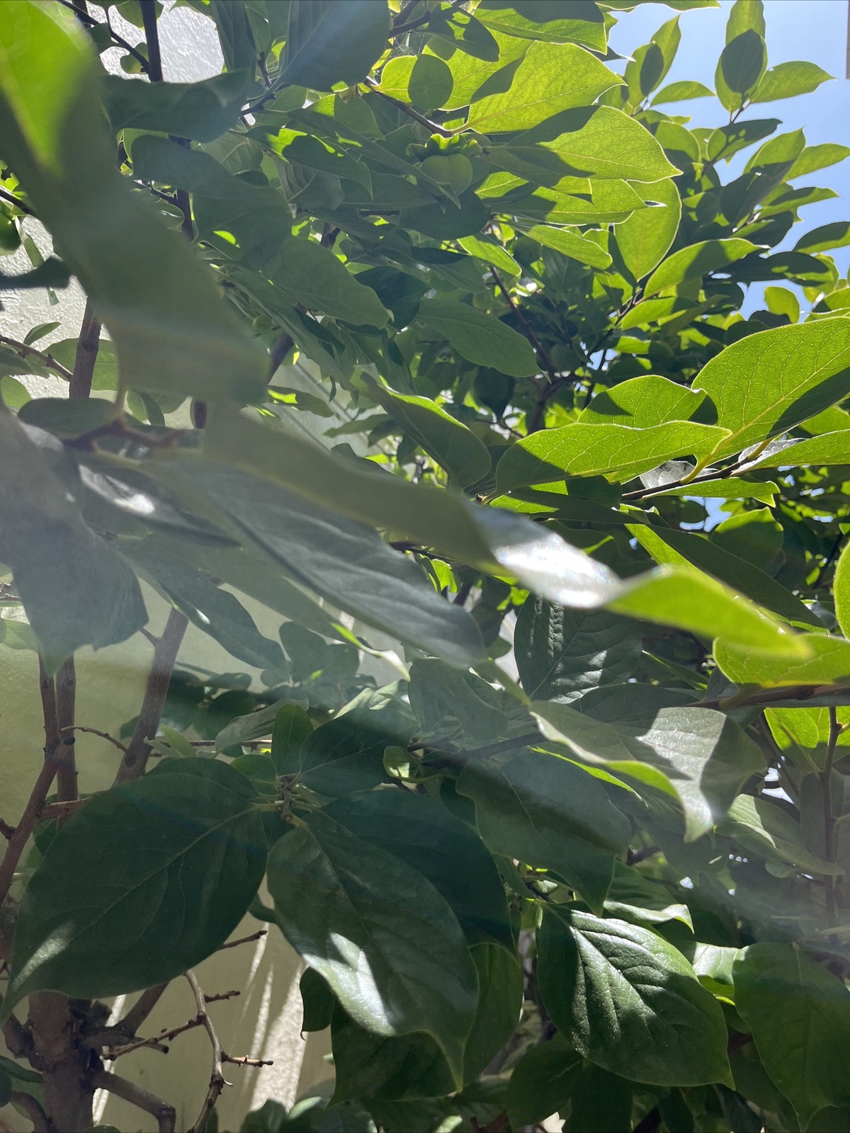Lower Blood sugar naturally 20 fresh Organic Persimmon leaves for tea. Large