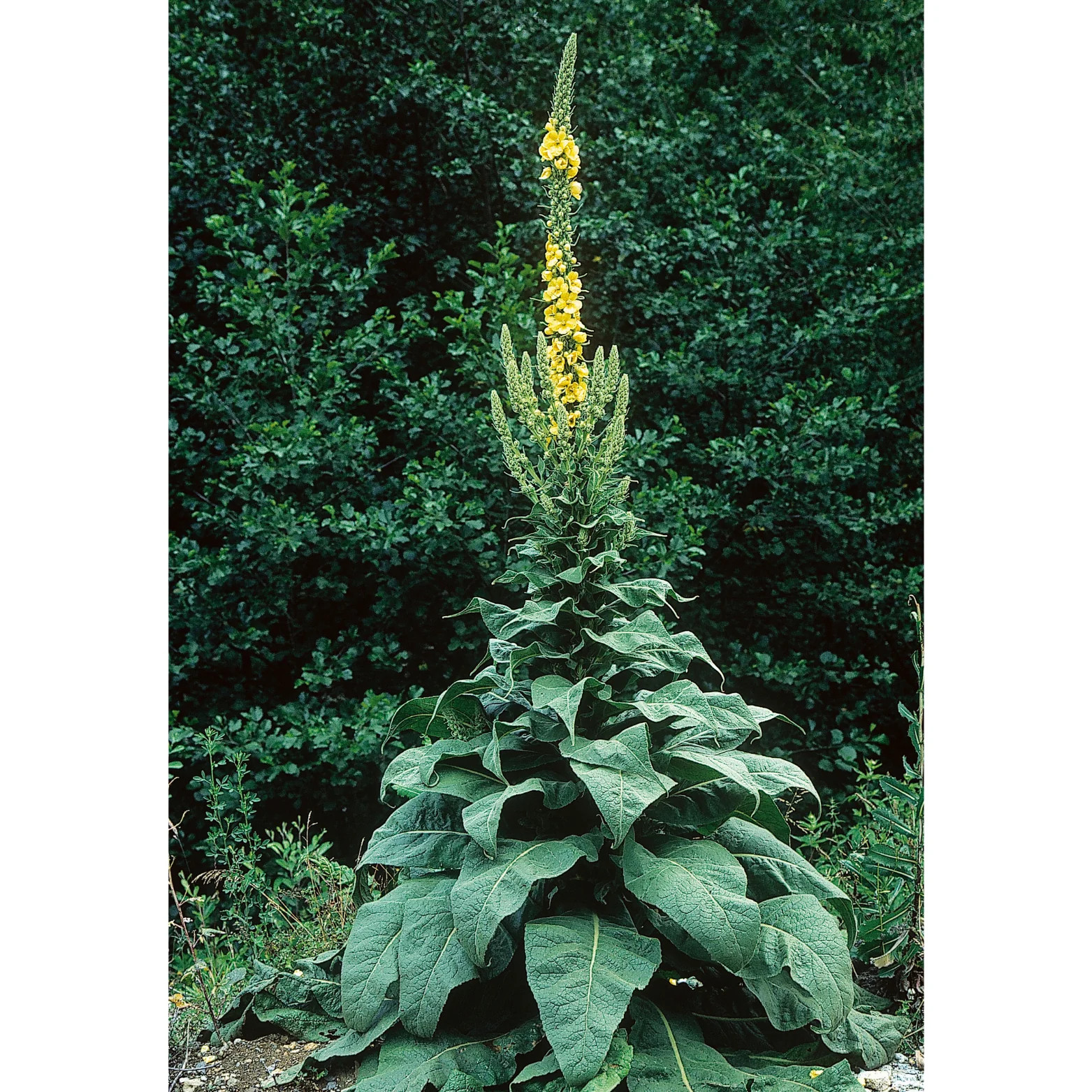 Witchy Pooh’s Mullein Leaf Tea – Loose Leaf Herb, Caffeine Free