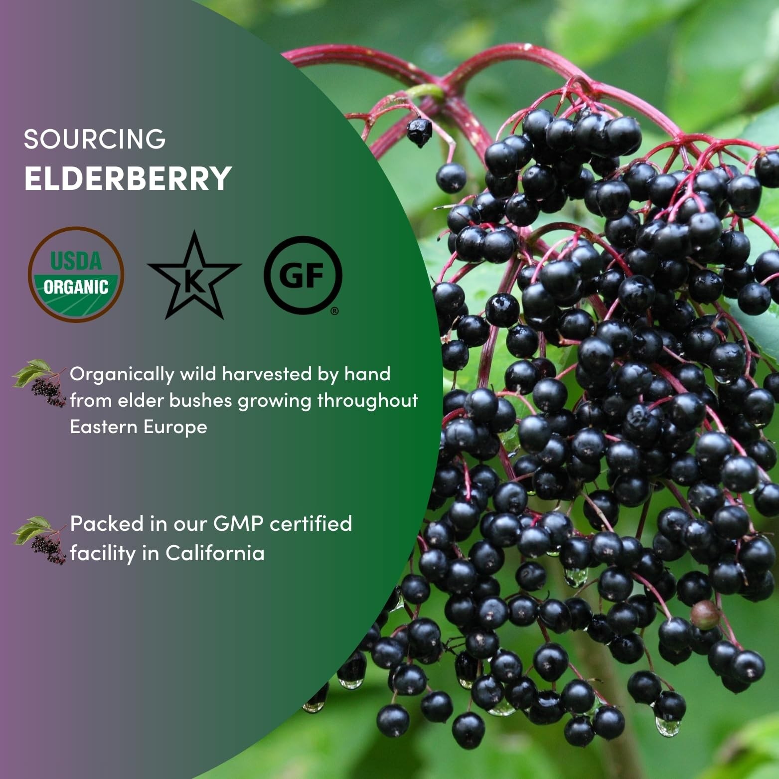 Worldwide Botanicals Organic Dried Elderberries, 1 lb 100% Sambucus nigra – …