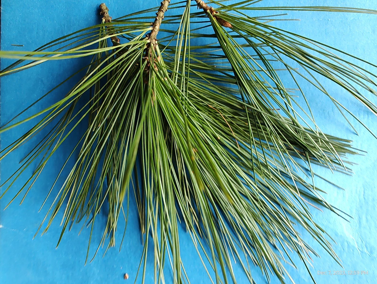 Eastern White Pine Needles Organic Wild Suramin Immune Home Brew 3 oz plus bag