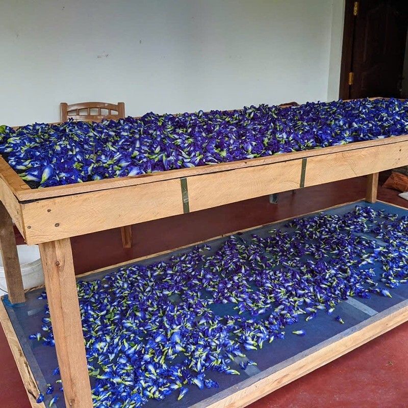 DRIED BLUE BUTTERFLY PEA FLOWER nil Katarolu Ternatea Clitoria Blue Tea Herb 50g