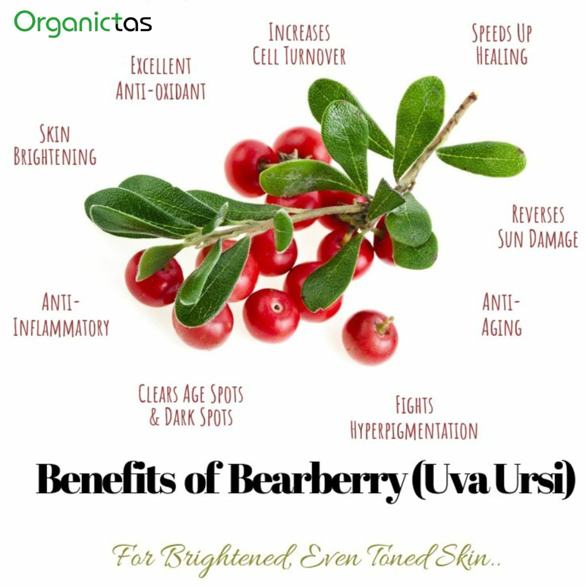 Organic BEARBERRY Tea Loose Leaf for UTI & Urinary Tract Health Premium Quality