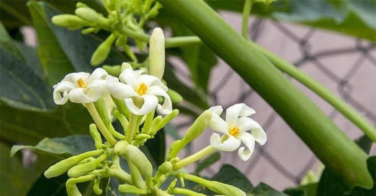 8 Fresh Organic Papaya Leaves hand-picked