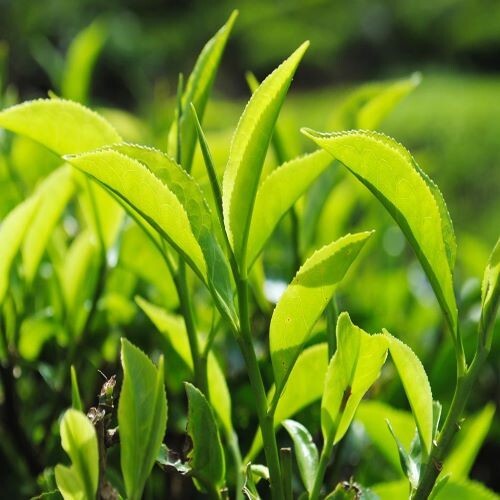Ceylon Black Tea Natural Pure High Quality Organic Healthy Tea Free Shipping