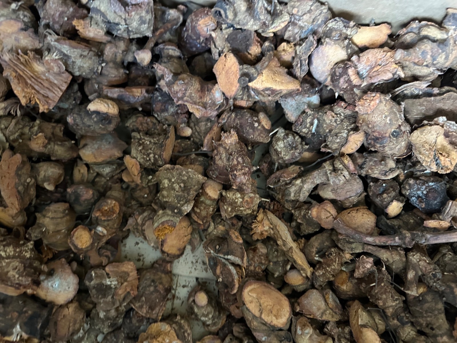Jamaican wildcrafted Chaney root 1 pound or 16oz
