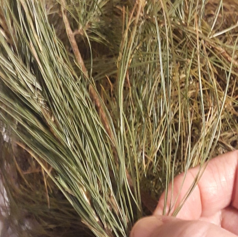 75 Pc LOT: Organic Eastern White Pine Needle Tea Bags Fresh Harvested Tree Bag
