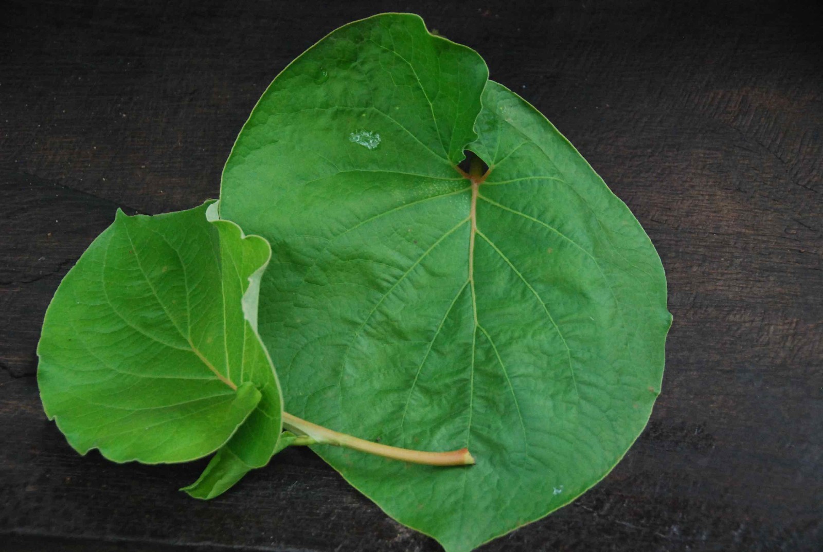 Hoja Santa Yerba Santa Leaf Leaves Herb Herbal Tea Mexican pepperleaf: 2 oz-4 oz