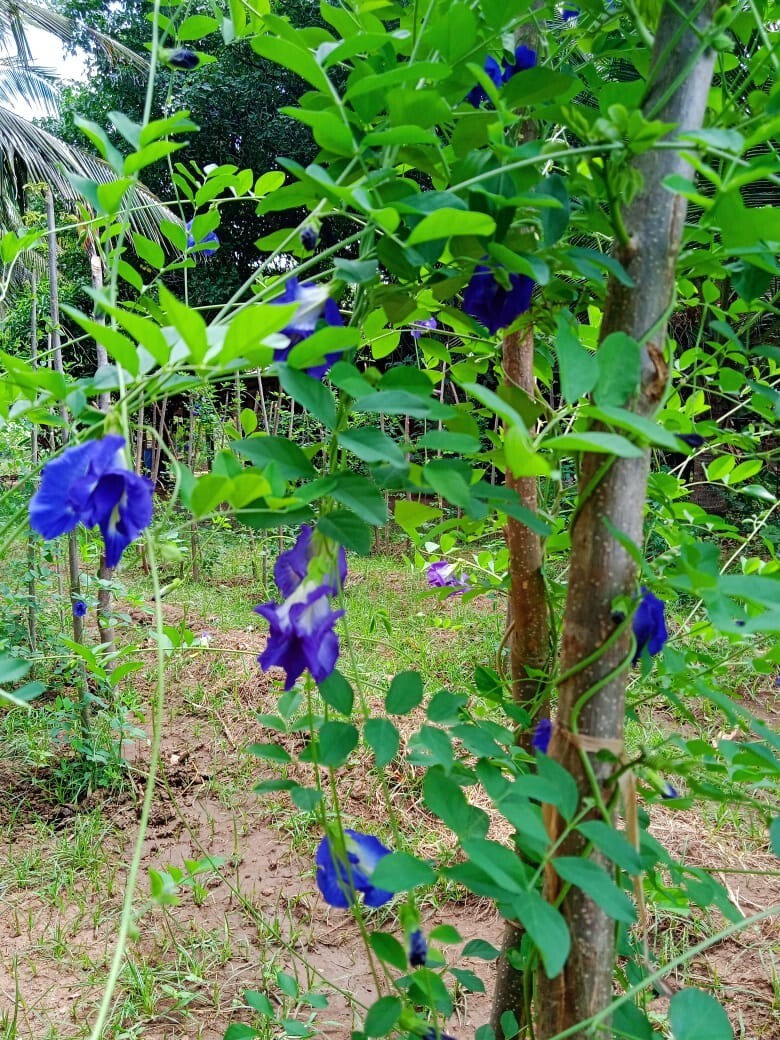 Butterfly Pea,Nil katarodu Flower Dried Blue Tea Natural Herbal Pure 100% Org