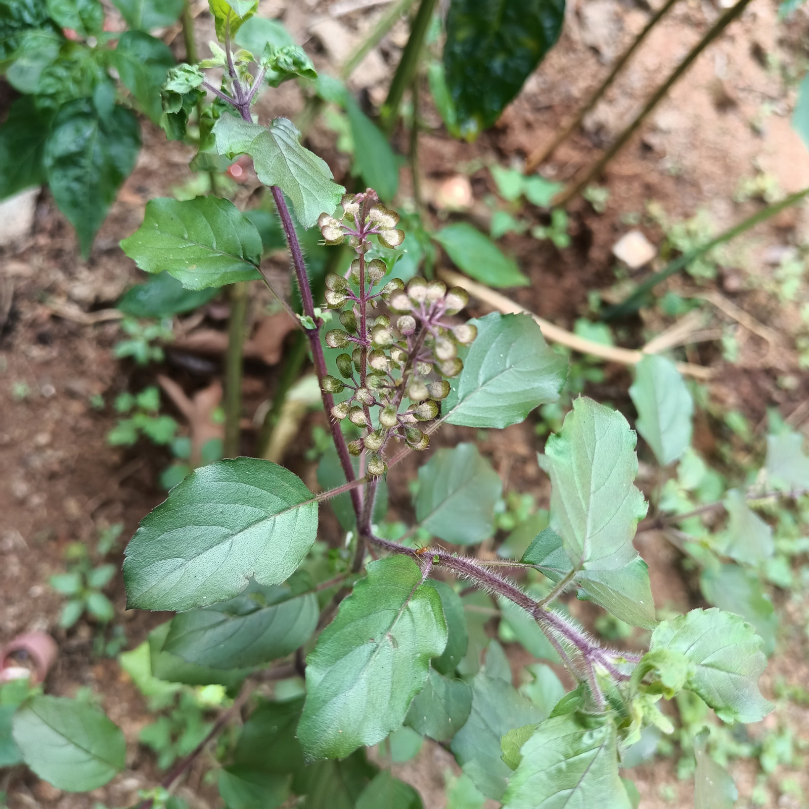 Sun Dried Holy Basil Whole Plant Ocimum Tenuiflorum Tulsi 200gOrganic Herbal Tea