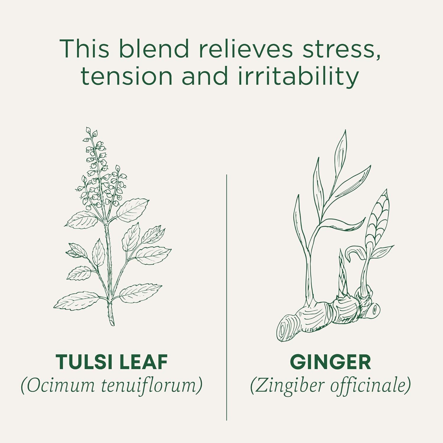 Traditional Medicinals Bagged Tea Tulsi With Ginger 16 Tea Bags 16 Bag