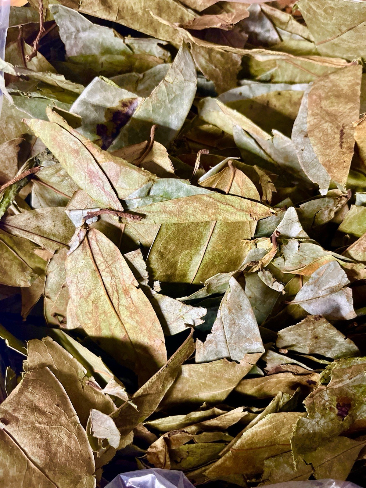 Soursop Leaves, Guanabana, Graviola 2oz, Dried