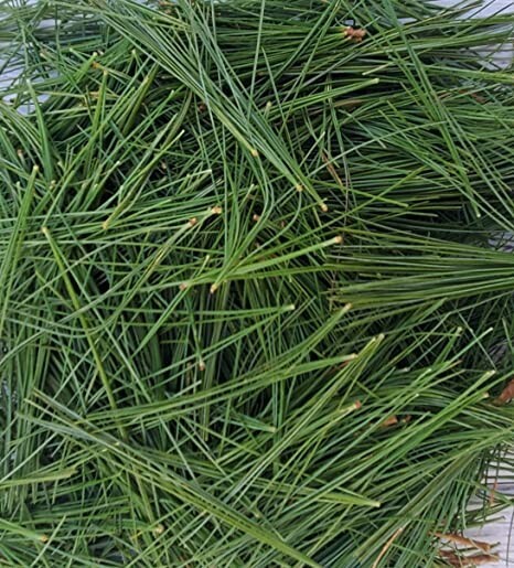 BUY 3, GET 1 FREE! Eastern White Pine Needle Tea, Fresh Maine 1oz virus protect