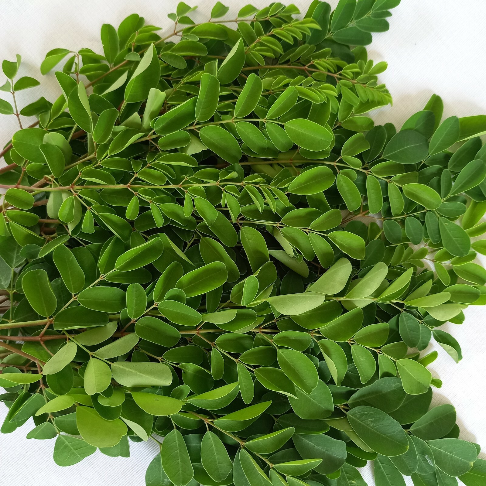 DRIED MORINGA LEAVES Herbal Oleifera Organic Pure Natural Multi Vitamin Ceylon