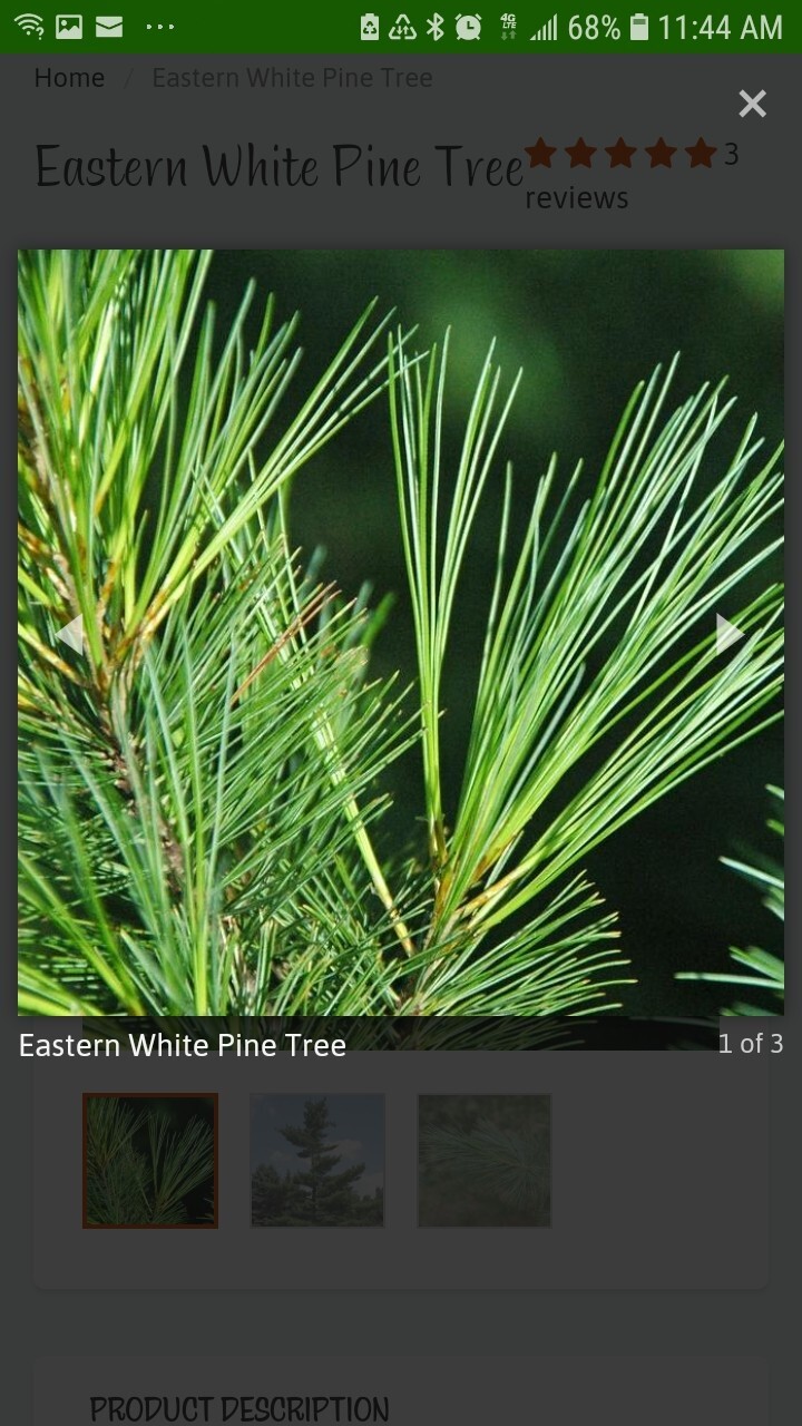6 Pc Lot: BUY 3 GET 1 FREE Organic Eastern White Pine Needle Tea Bags dehydrated