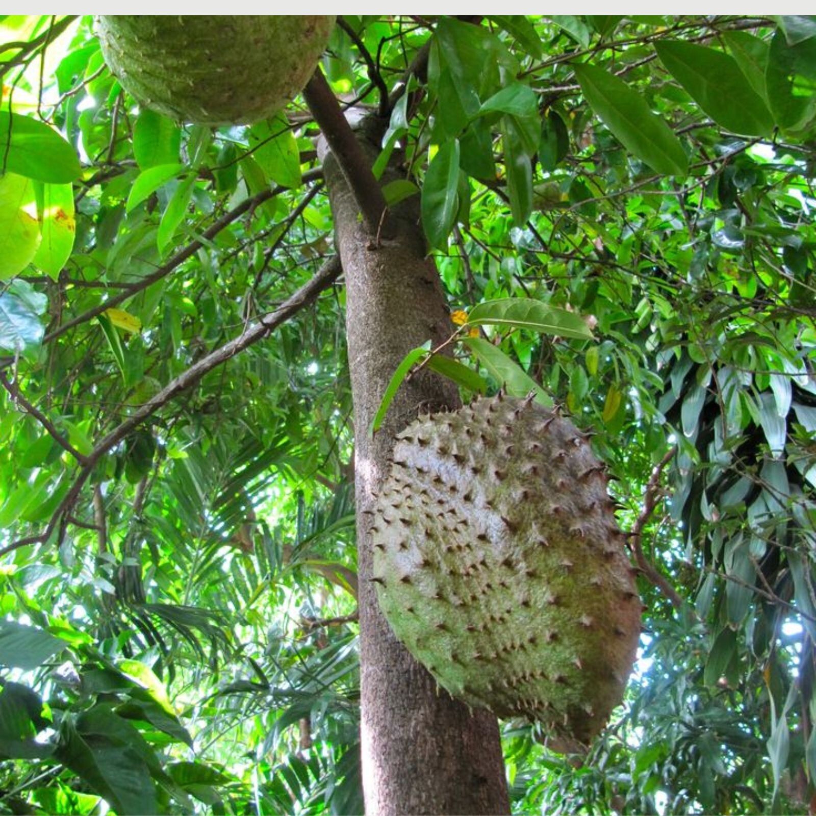 Dried Soursop Graviola Leaves for Herbal Tea Hojas De Guanabana Leaf Muricata