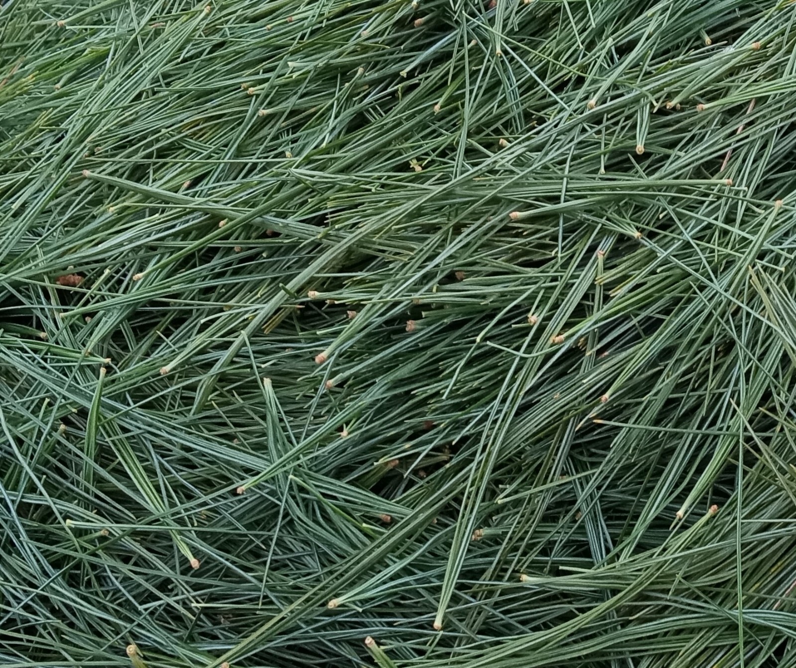 Fresh Eastern White Pine needle tea Maine Forest grown Suramin organic Health