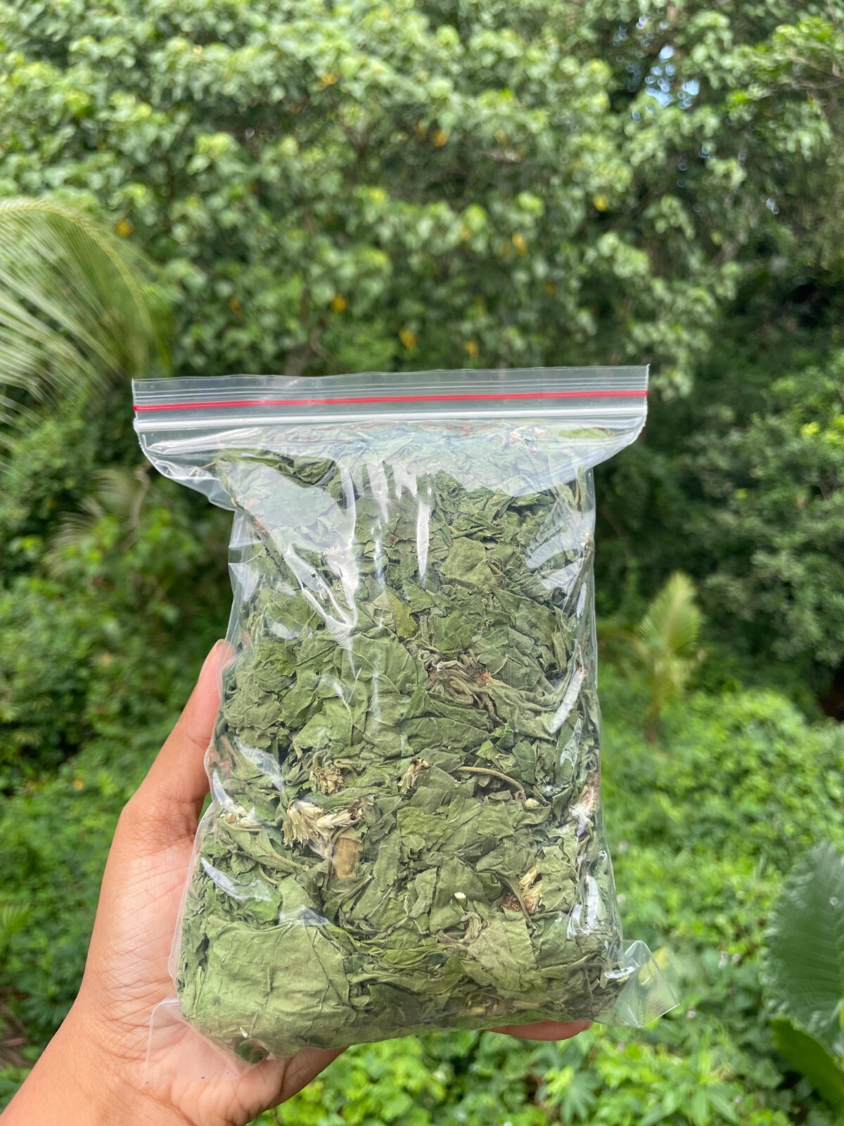 Calea Zacatechichi Mexican Dream Herb Lucid Dream Pure Dried Leaves Herbal Tea
