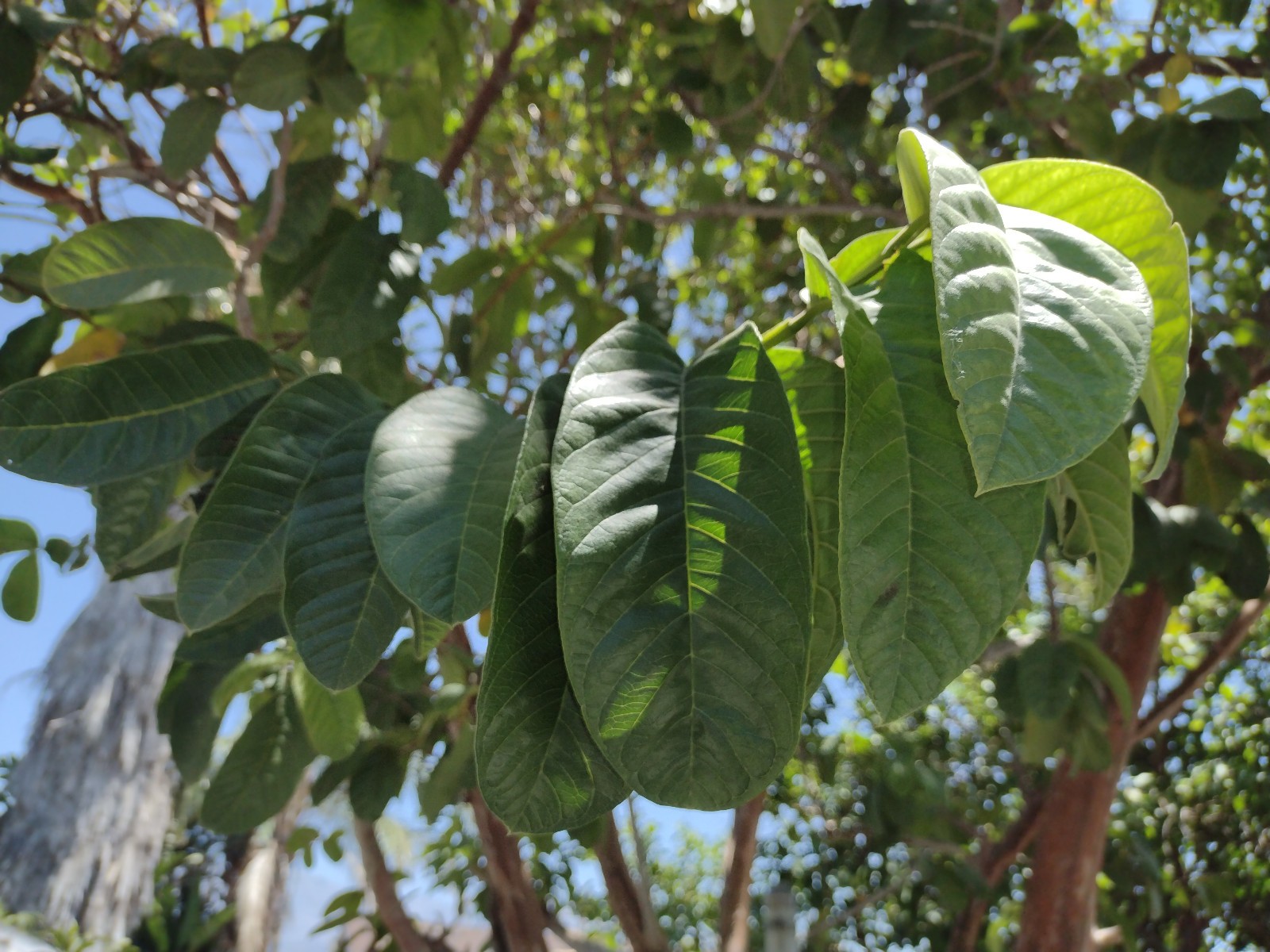 Pk of 40 fresh picked Guava Leaves for teas & infusion! FLAT SHIPPING READ