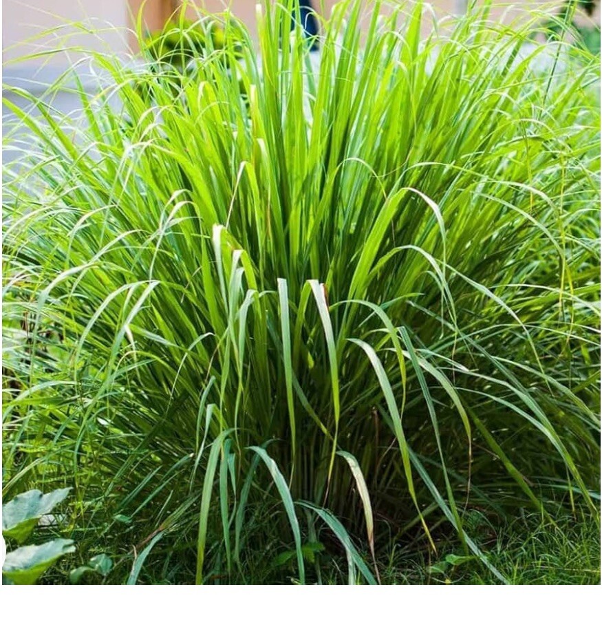 Lemongrass Tea Leaves Cut Lemon Grass tea Herb Organic pure natural USA