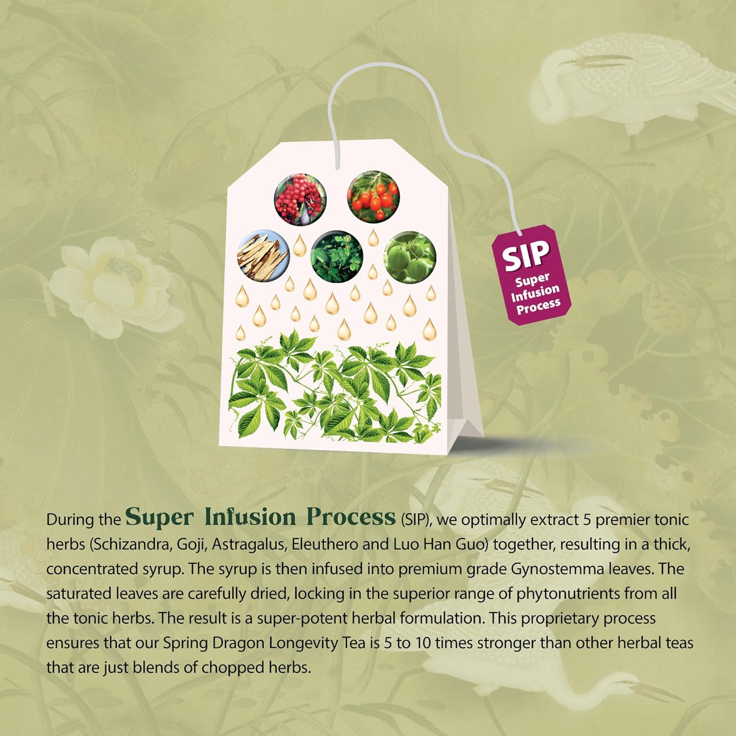 Dragon Herbs Spring Dragon Longevity Tea – Adaptogenic Gynostemma Leaf Herbal Te