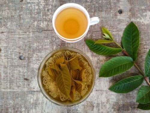 Organic Garden 30 Guava Leaves Fresh Green Dried Antidiabetic Anti Hair Lo