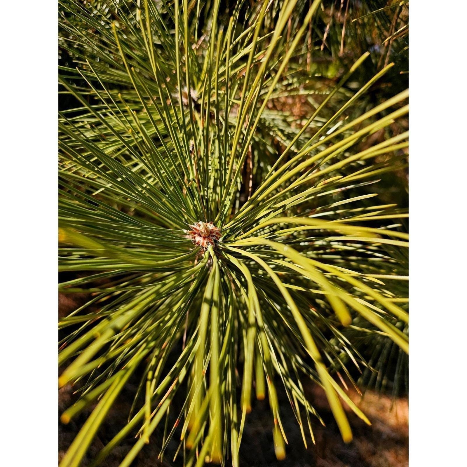 Fresh Eastern White Pine Needles Tea Crafts Aromatic Natural Foraged Bundle 6oz