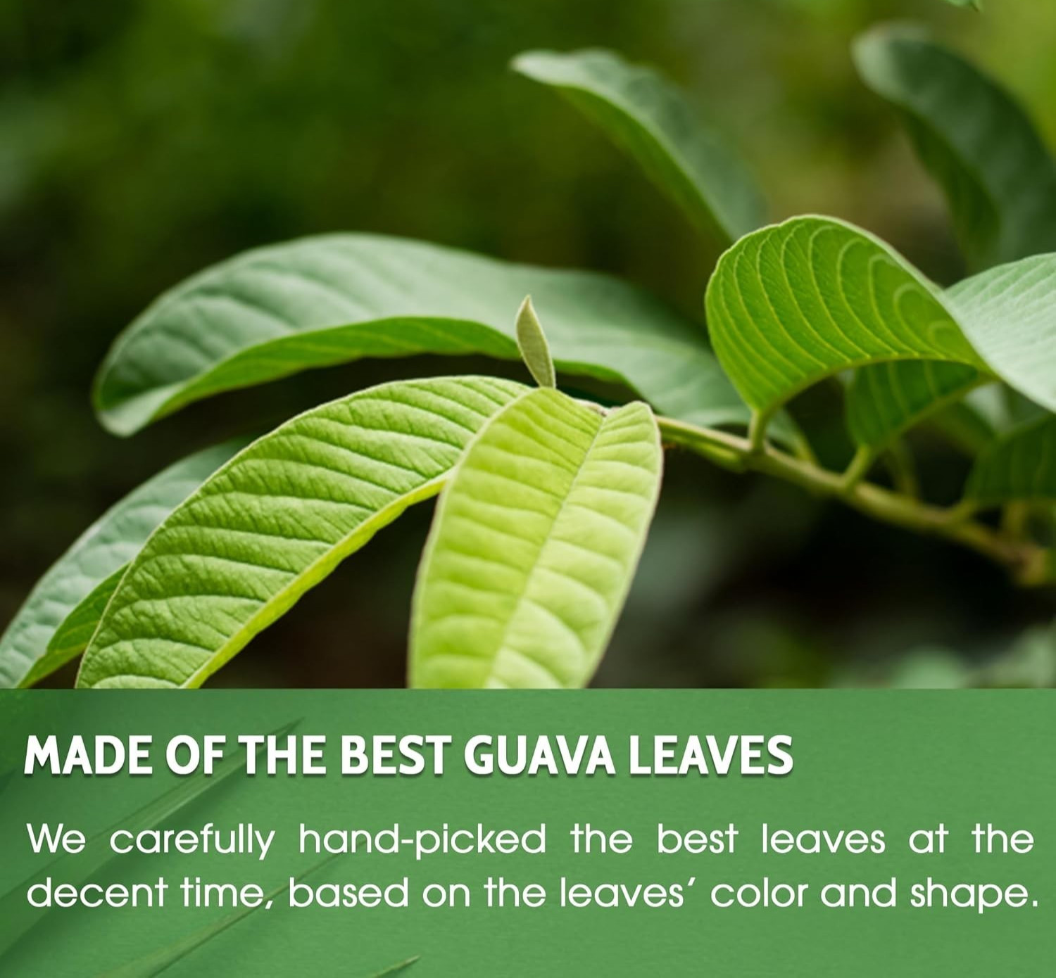 60 Tea Bags Dried Guava Leaf Tea Caffeine-Free, Sugar-Free, Gluten-Free